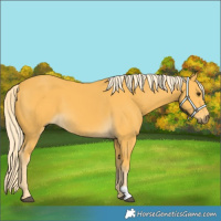 Horse Color:Palomino 
