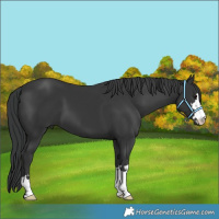 Horse Color:Black 