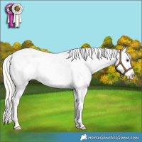 Horse Color:Silver Buckskin Blanket 