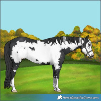 Horse Color:Black Frame 