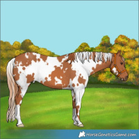 Horse Color:White Spotted Chestnut 