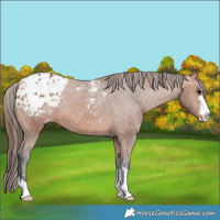 Horse Color:Bay Appaloosa 