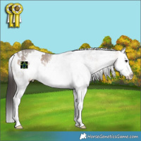 Horse Color:White Spotted Bay Dun Sabino Splash 