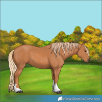 Horse Color:Chestnut Tobiano