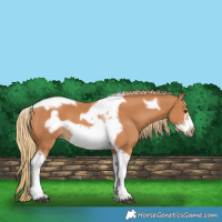 Horse Color:Chestnut Tobiano Frame 