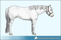 Horse Color:Smoky Black Sabino 