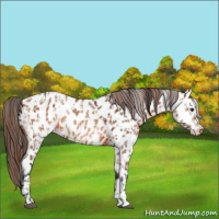 Horse Color:Bay Near Leopard and Bay Dun Near Leopard