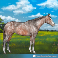 Horse Color:Bay Appaloosa  and Bay Appaloosa