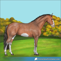 Horse Color:White Spotted Bay Sabino Frame 