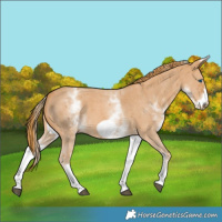 Horse Color:White Spotted Chestnut Sabino Frame 