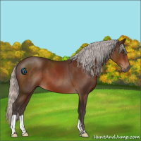 Horse Color:Silver Brown 