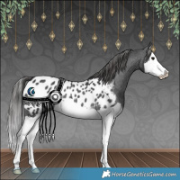 Horse Color:Black Splash Near Leopard Rabicano 