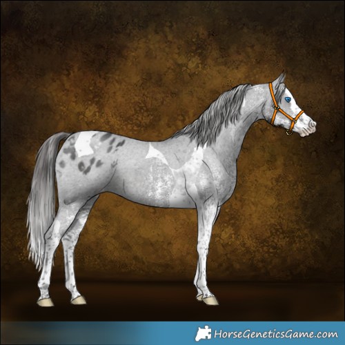 Horse Color:White Spotted Black Splash Tobiano Appaloosa 
