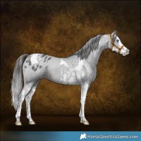 Horse Color:White Spotted Black Splash Tobiano Varnish 