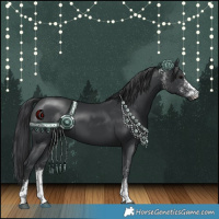Horse Color:White Spotted Black Rabicano 