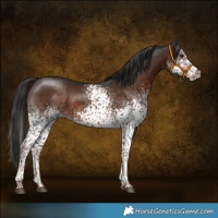 Horse Color:White Spotted Liver Chestnut Tobiano 
