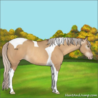 Horse Color:Gray Silver Sable Champagne Dun Tobiano Appaloosa Rabicano 