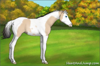 Horse Color:Bay Dun Sabino Splash Tobiano Rabicano 
