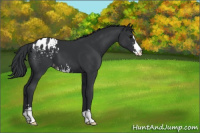 Horse Color:Black Sabino Appaloosa 