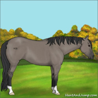 Horse Color:Grullo 