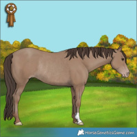 Horse Color:Classic Champagne Rabicano 