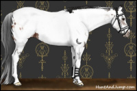 Horse Color:White Spotted Brown Splash Frame Appaloosa  and White Spotted Bay Appaloosa 