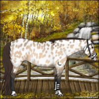 Horse Color:Bay Dun Near Leopard 
