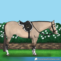 Horse Color:Bay Dun