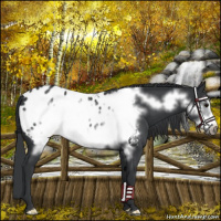 Horse Color:Black Frame Appaloosa