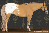 Horse Color:Palomino Snowcap 