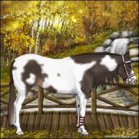 Horse Color:Liver Chestnut Tobiano Frame 