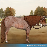 Horse Color:Red Roan Rabicano 