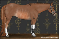 Horse Color:Chestnut Rabicano and Chestnut Rabicano