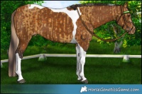 Horse Color:Palomino Sabino Tobiano  and Buckskin Tobiano Varnish 