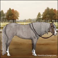 Horse Color:Silver Blue Roan Sabino