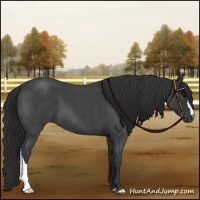 Horse Color:Blue Roan 
