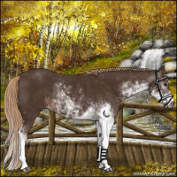 Horse Color:Gray Chestnut Sabino Rabicano