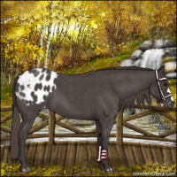 Horse Color:Smoky Blue Roan Appaloosa 