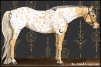 Horse Color:Palomino Sabino Near Leopard  and Palomino Sabino Near Leopard 