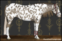 Horse Color:Smoky Grullo Splash Appaloosa 