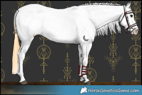 Horse Color:Smoky Grullo Appaloosa 