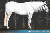 Horse Color:Smoky Grullo Near Leopard 