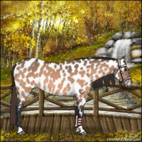 Horse Color:Brown Dun Near Leopard 