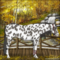 Horse Color:Grullo Sabino Near Leopard 