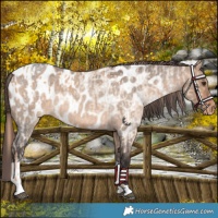 Horse Color:Red Dun Blanket  and Bay Roan Dun Tobiano Near Leopard 