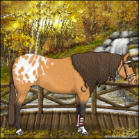 Horse Color:Buckskin Appaloosa