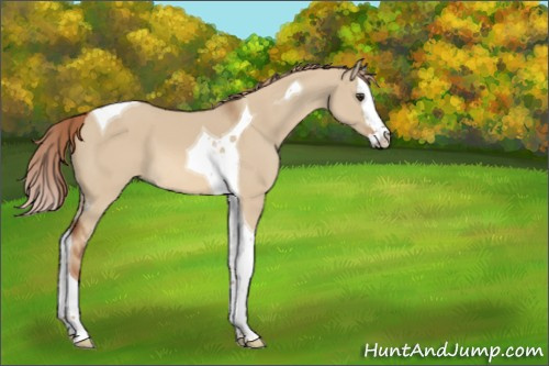Horse Color:Red Dun Splash Tobiano