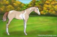 Horse Color:Red Dun Splash Tobiano 
