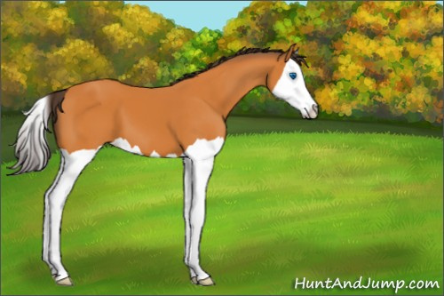 Horse Color:Buckskin Splash