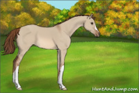 Horse Color:Red Dun